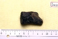 藏品(鹿角一段)的圖片